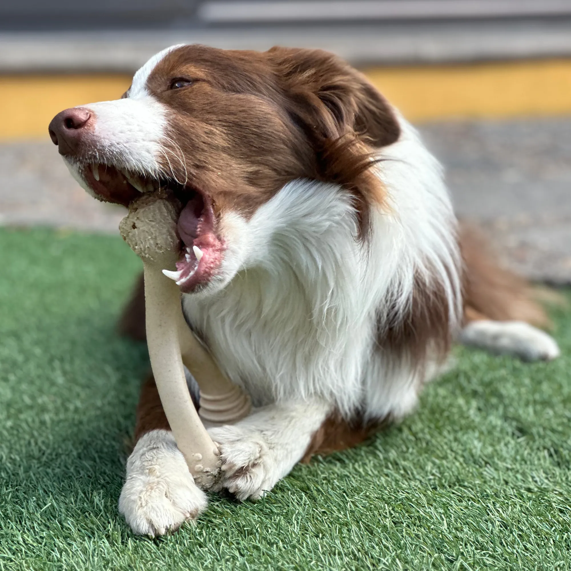 betterbone classic soft beef chew toy - 2 sizes