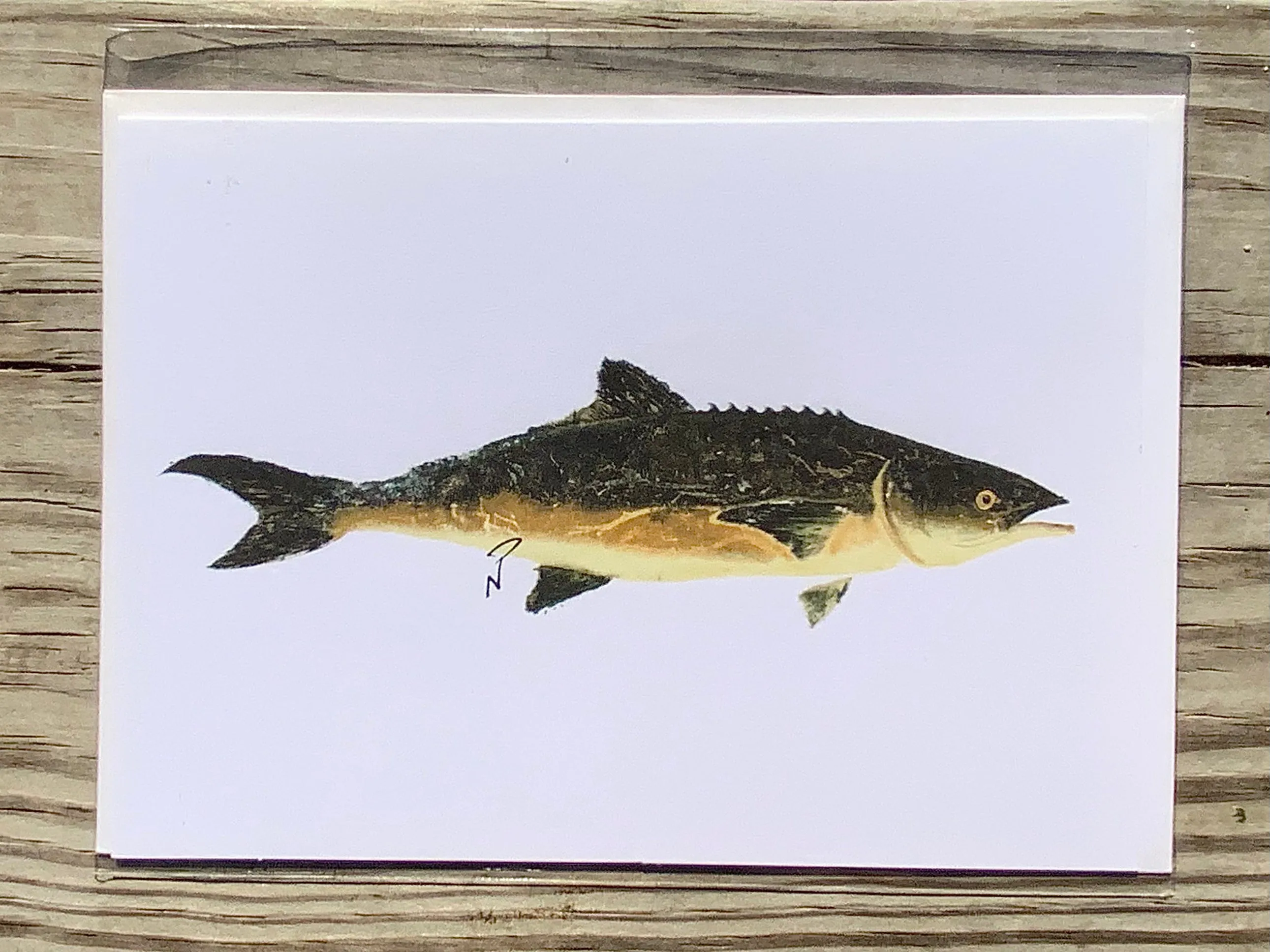 Cobia Gyotaku Greeting Cards