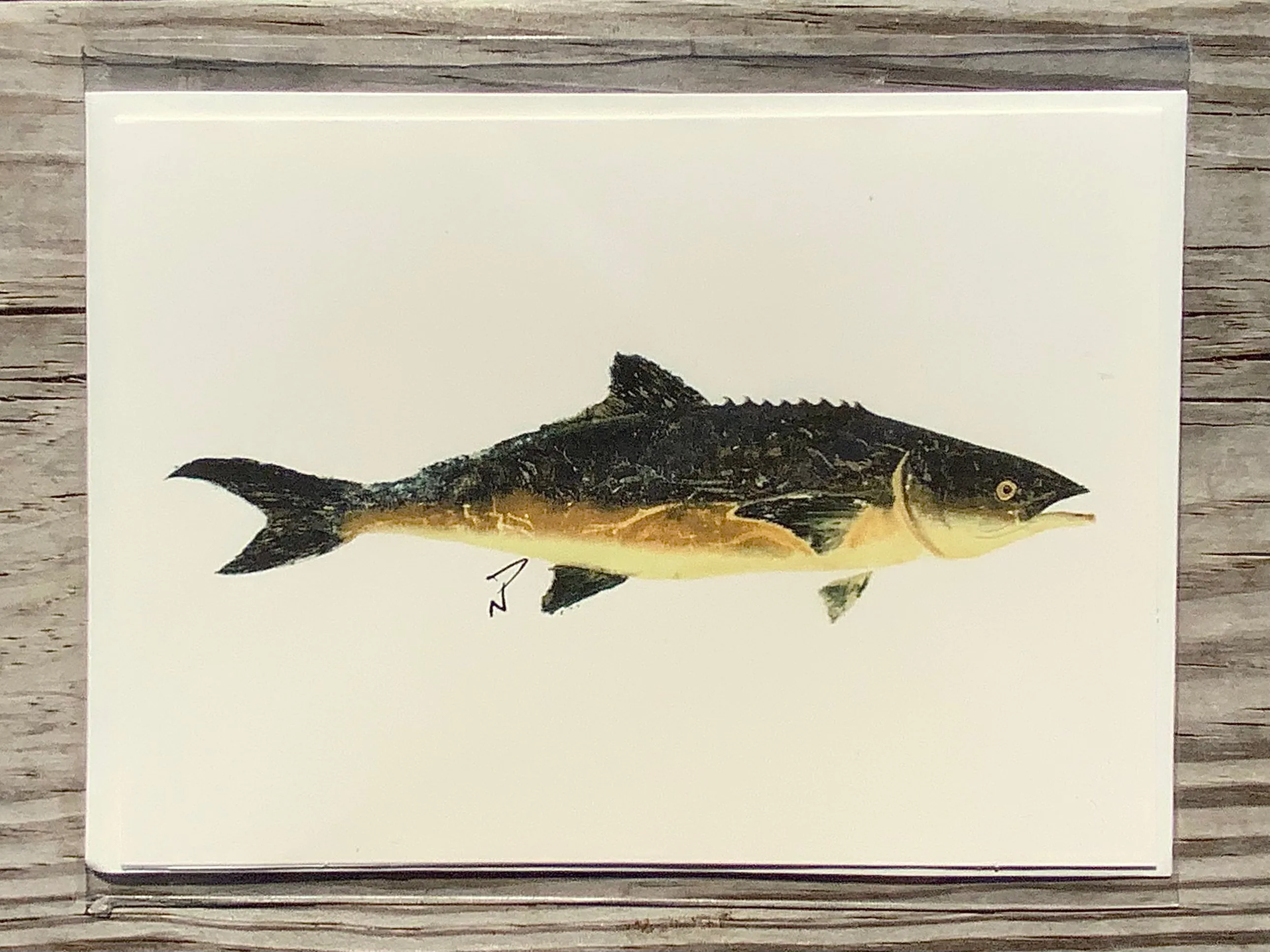 Cobia Gyotaku Greeting Cards