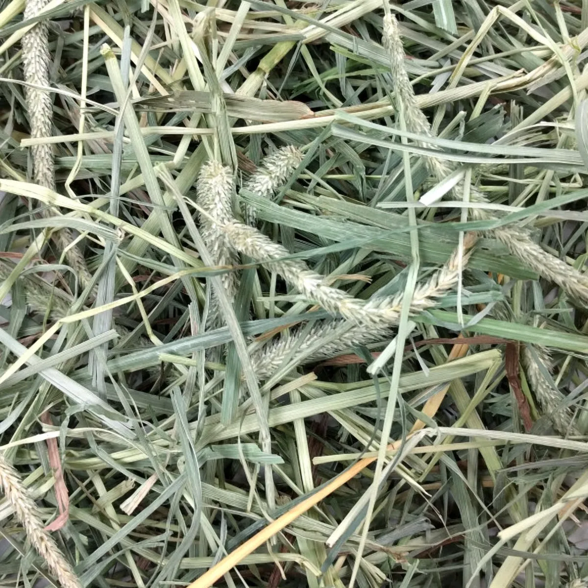 Oxbow Hay Blends Timothy and Orchard Grass