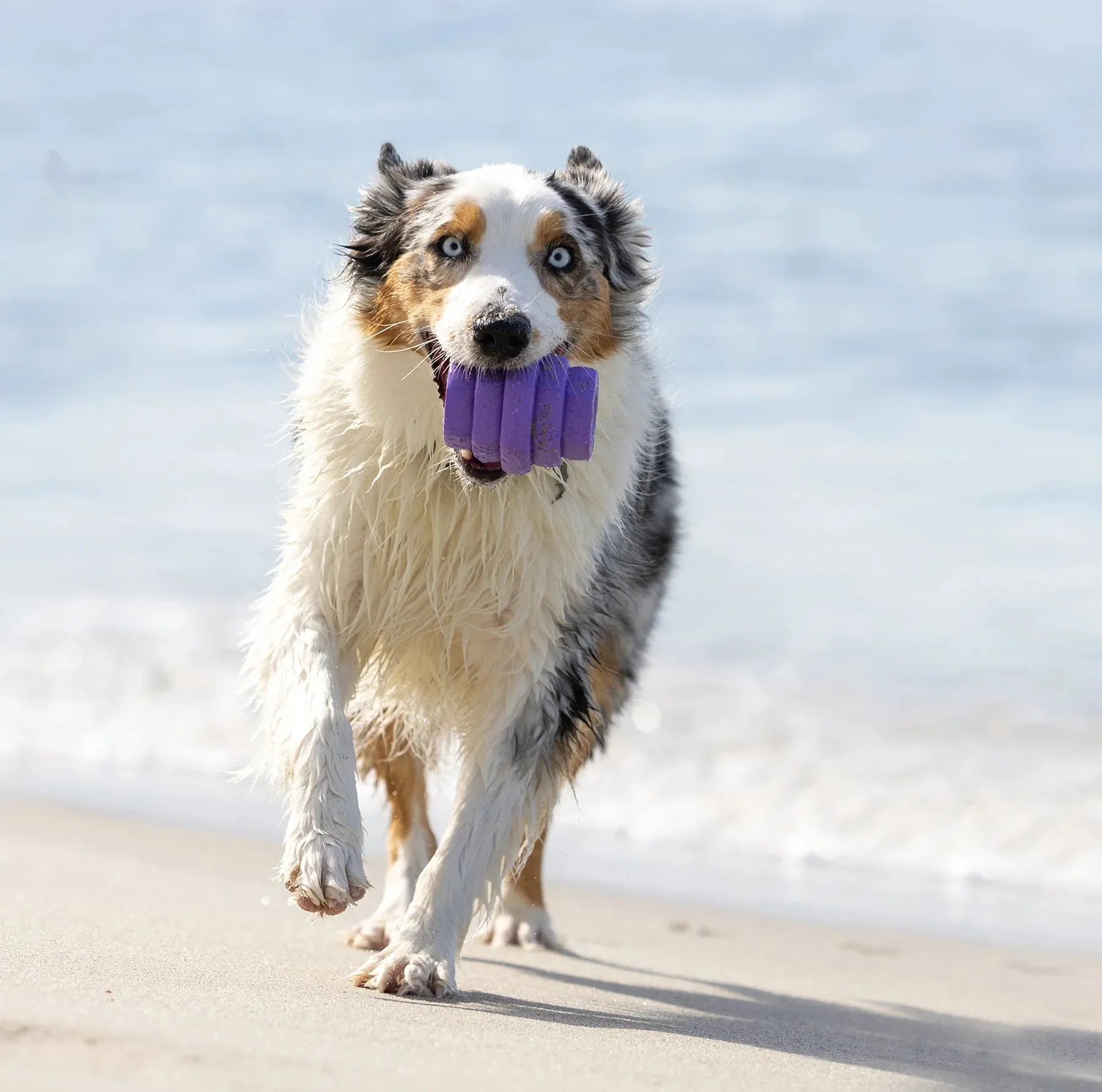 Scented Large Hive Treat Dispenser & Enrichment Toy for Dogs
