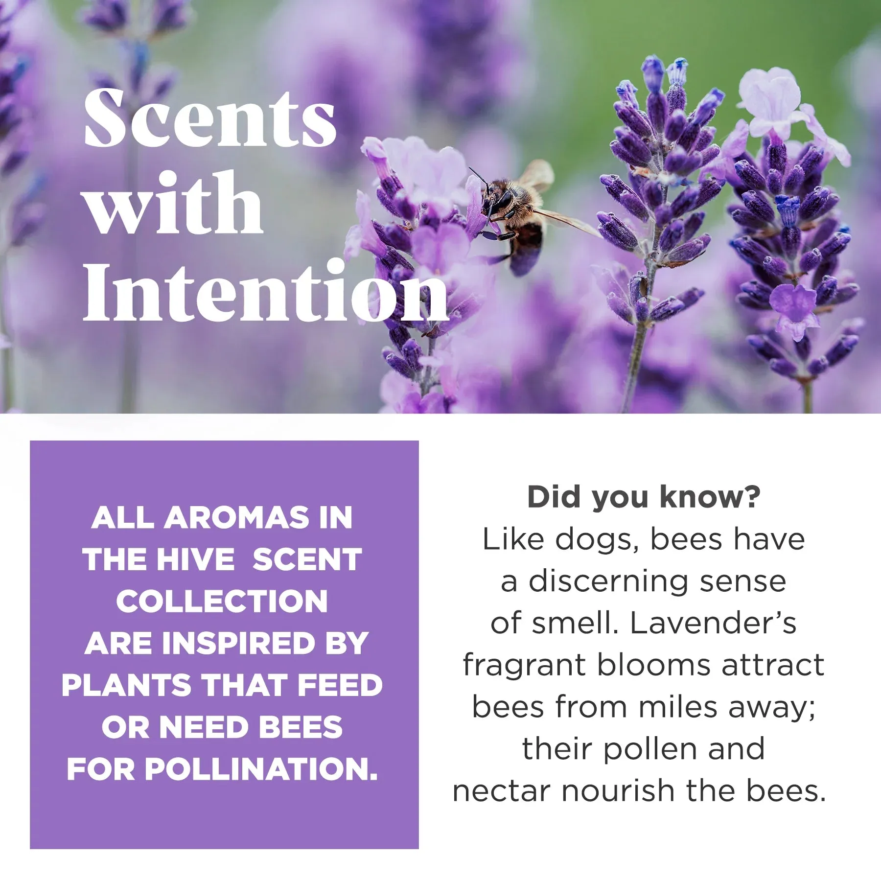 Scented Large Hive Treat Dispenser & Enrichment Toy for Dogs